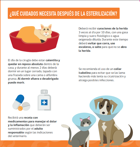 Esterilizar mascota