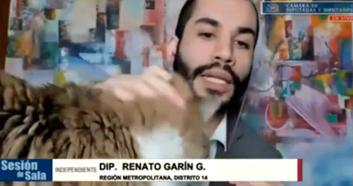Gatita de diputado Garín irrumpió en su intervención: 