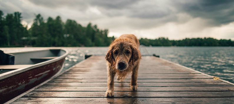 Puede que no sea solo frío: especialista explica lo que debes tener en cuenta si tu perro tirita