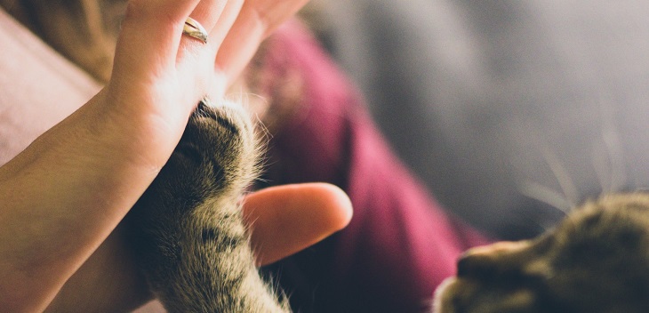 Expertos no descartan vacunas en el futuro para mascotas por riesgo de transmisión del COVID-19