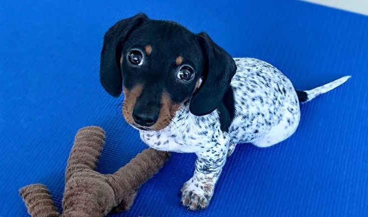 Conoce a Moo, el perro salchicha que es furor en Instagram por su particular pelaje de 