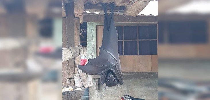 ¿Un murciélago del porte de un humano? Impacto por imagen de especie gigante hallada en Filipinas