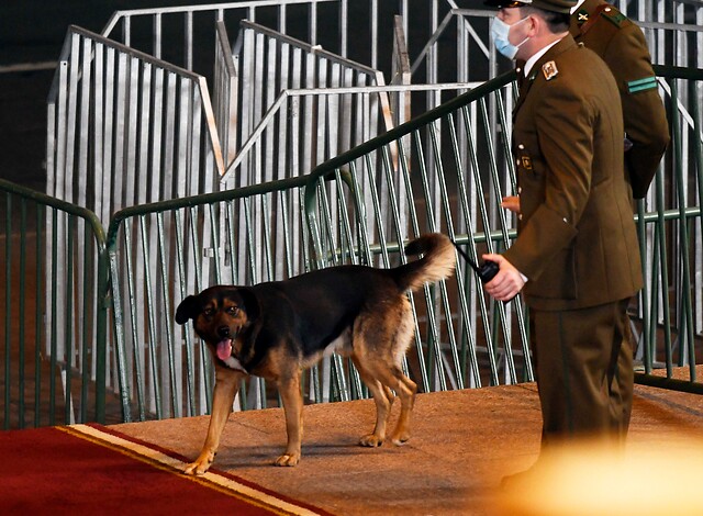 Un invitado infaltable: perrito llegó hasta entrada del Congreso previo a Cuenta Pública de Piñera 