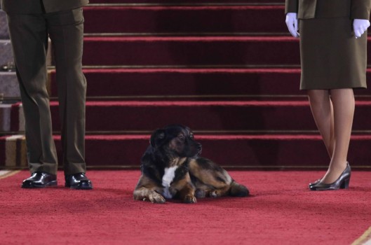 Un invitado infaltable: perrito llegó hasta entrada del Congreso previo a Cuenta Pública de Piñera 