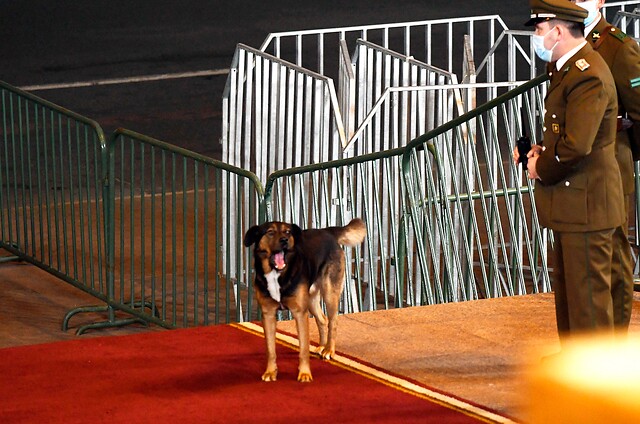 Un invitado infaltable: perrito llegó hasta entrada del Congreso previo a Cuenta Pública de Piñera 