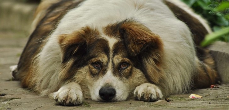 El confinamiento afecta a todos: los efectos que puede tener en la salud de tu perro la falta de sol