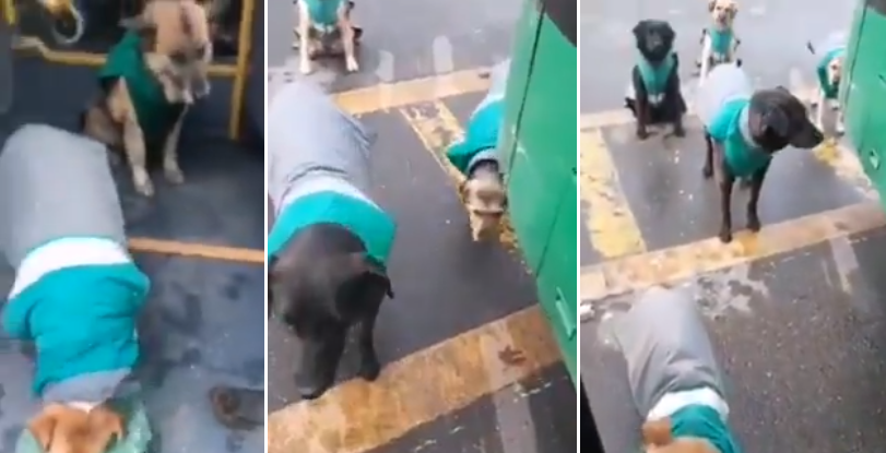 Bello gesto: viralizan tierno video de perros vistiendo chaqueta del Transantiago tras ser adoptados