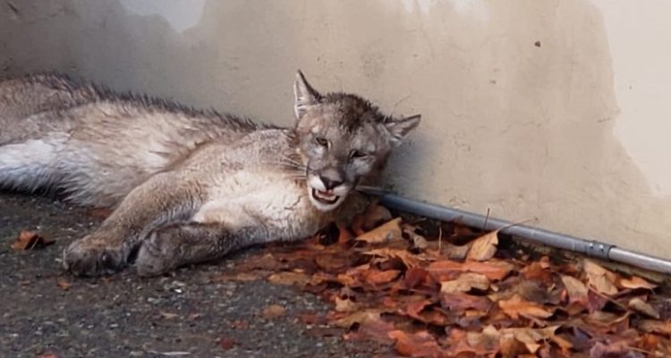 Puma que quedó atrapado en colegio de Lo Barnechea fue rescatado por el SAG y Zoológico Nacional