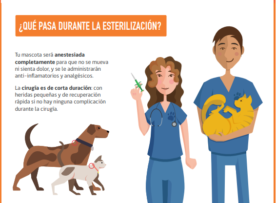 Esterilizar mascota