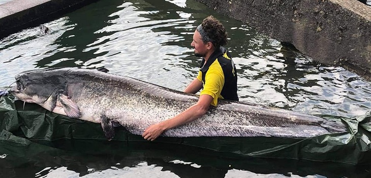 Joven parisino capturó a pez gigante en el río Sena: ejemplar mide más de 2 metros y pesa 90 kilos