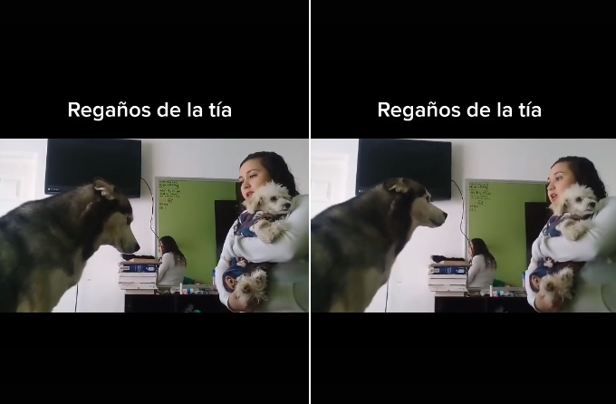 La tierna reacción de perro al ser reprendido por pegarle a otro y que se viralizó en Tik Tok