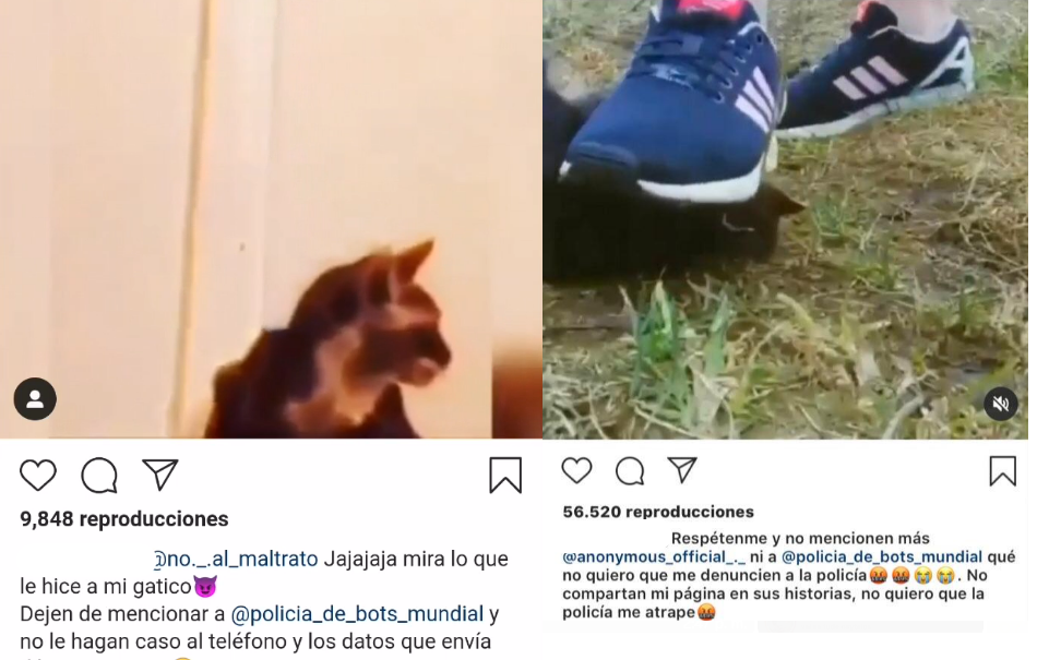 caso de maltrato animal vuelve a conmocionar a Punta Arenas