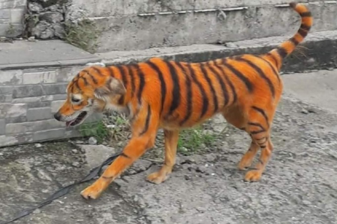 Perro abandonado que fue pintado como tigre indigna en Malasia: buscan al responsable del maltrato