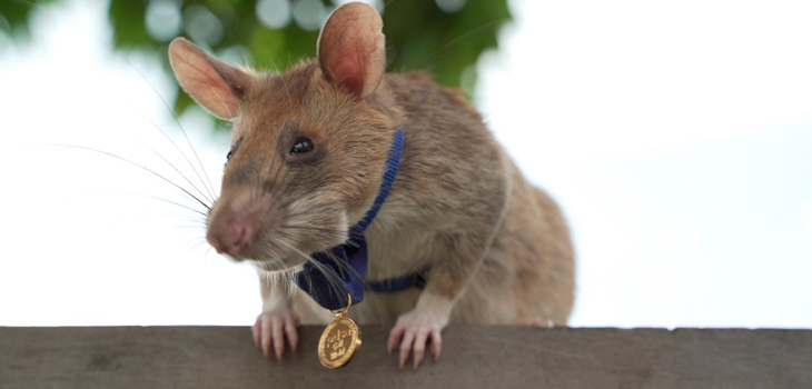 Reino Unido premió a una rata detectora de minas por su 