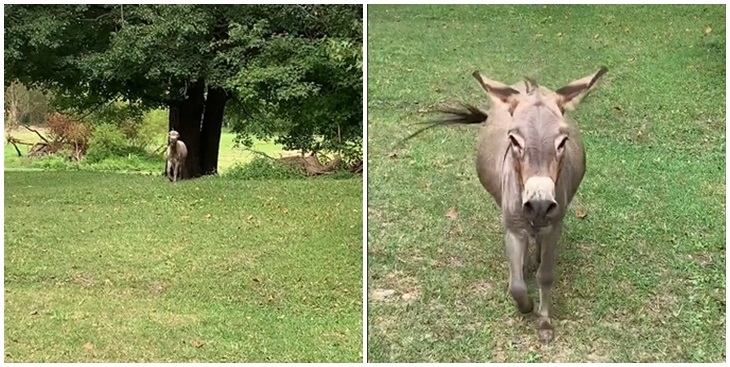 Un burro emocionado: dramática reacción de animal tras ver a su dueña se volvió viral