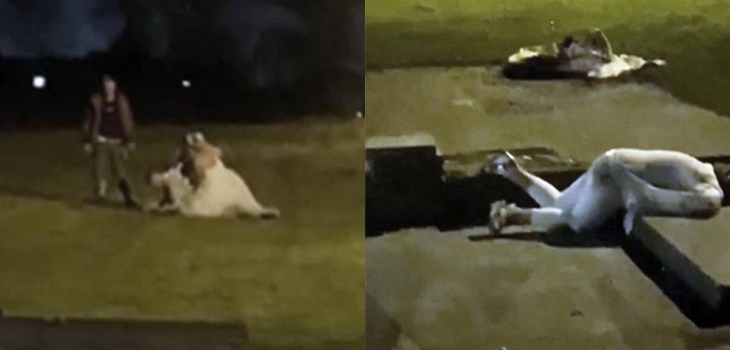 Con la novia peleándose y los invitados inconscientes: desastrosa boda en Gales se vuelve viral