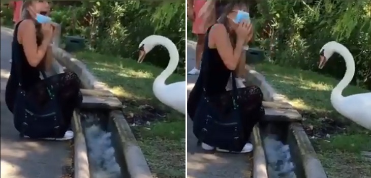 Hasta ellos lo saben: cisne 'corrige' a joven que llevaba mal puesta su mascarilla y video es viral