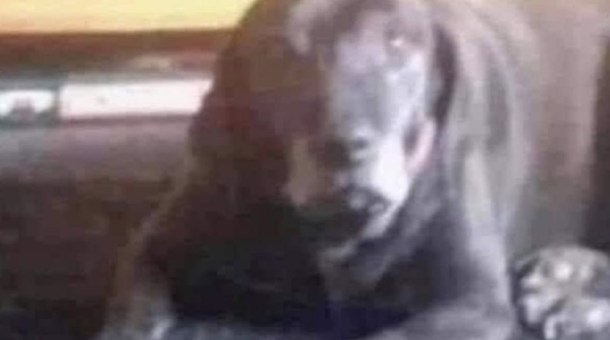 ¿Qué es lo que ves en esta confusa ilusión óptica: un payaso, un perro o un niño?