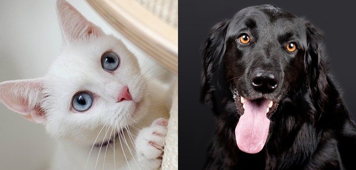 El cruel motivo porque animalistas llaman a no dar en adopción a mascotas negras o blancas