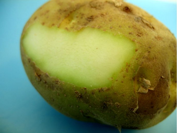 Papas con zonas verdes: por qué se ponen de ese color y cuáles son los riesgos de consumirlas