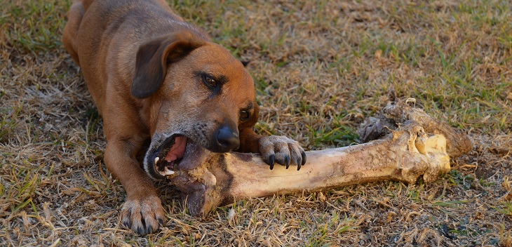 Los alimentos que jamás deberías darle a tu mascota en estas Fiestas Patrias según especialistas