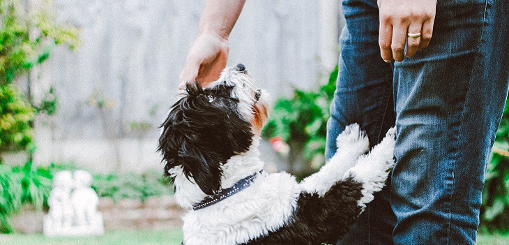 ¿Qué quiere decir mi perro cuando me toca con la pata? Conoce los 4 mensajes que intenta transmitir