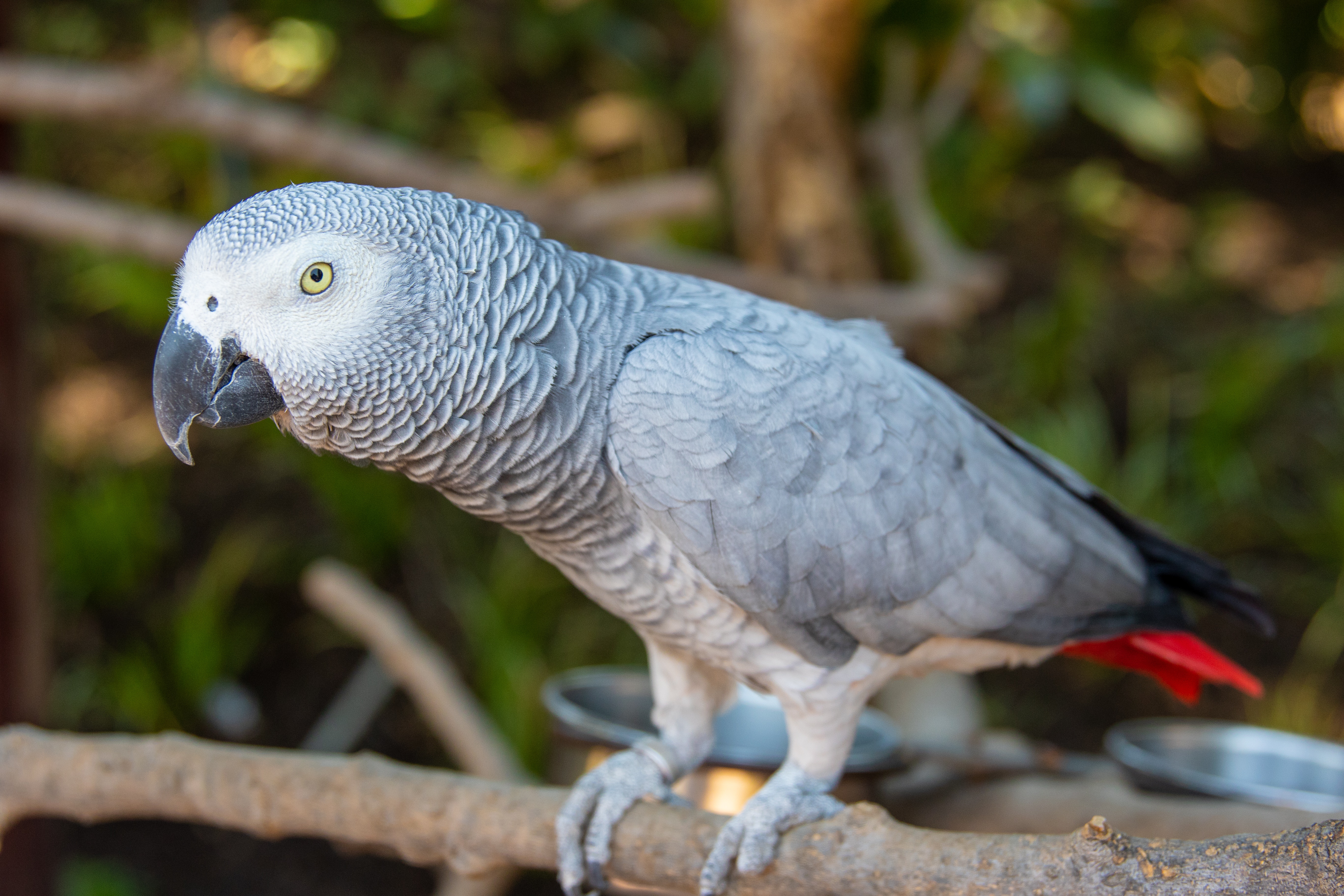 Loro gris africano | CONTEXTO | Pexels (cc)