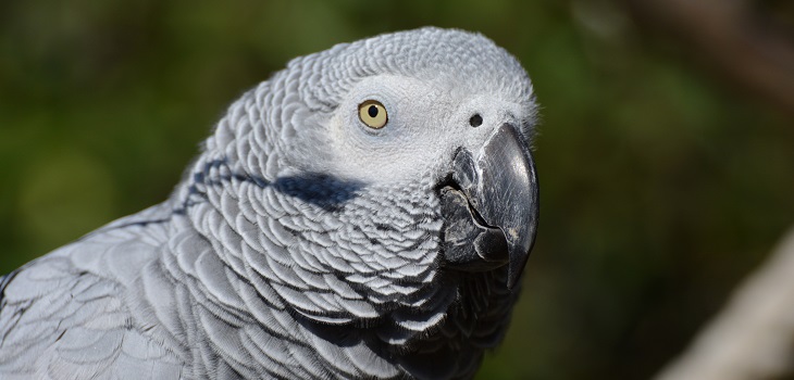 Pájaros malhablados: zoológico británico aisló a cinco loros por insultar a los visitantes