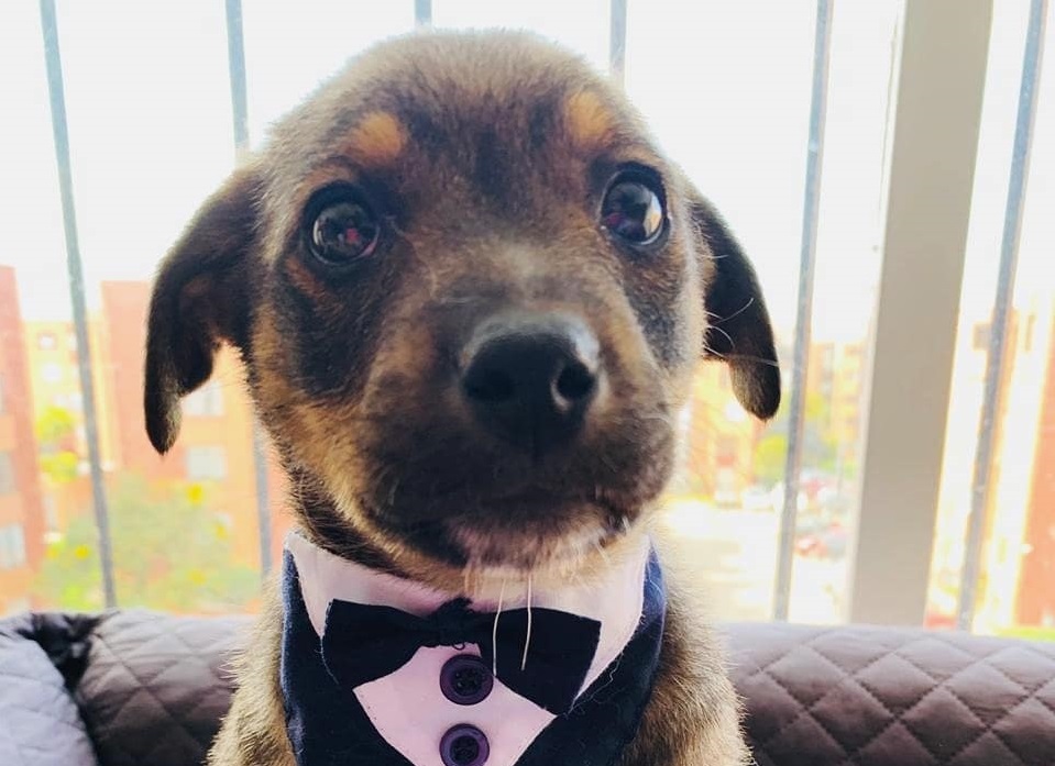 La historia de Vicente, el tierno perrito al que dejaron plantado el día que lo iban a adoptar