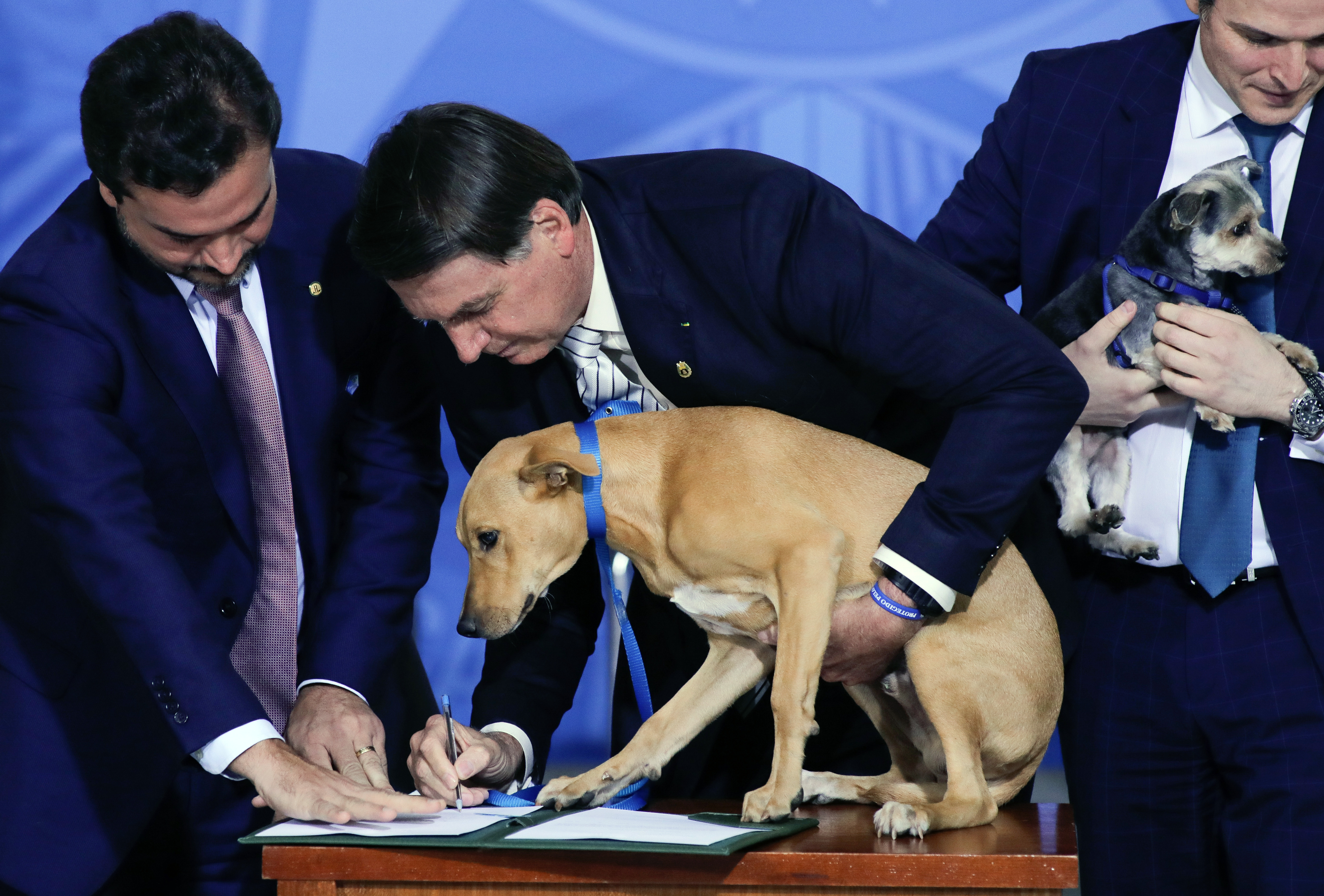 Bolsonaro promulga ley contra el maltrato animal y hace que un perro la 