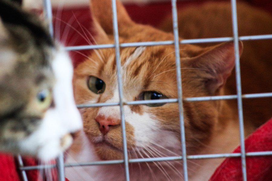 Contagio de COVID-19 en gatos sería solo desde personas, según estudio