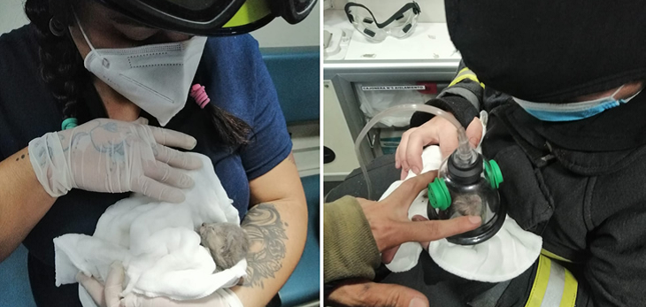 Desmienten criadero o refugio de gatos en iglesia La Asunción: bomberos salvaron a dos gatitos