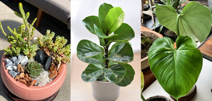 ¿Se te olvidó regar? 5 tipos de plantas que pueden sobrevivir a cualquier olvidadizo