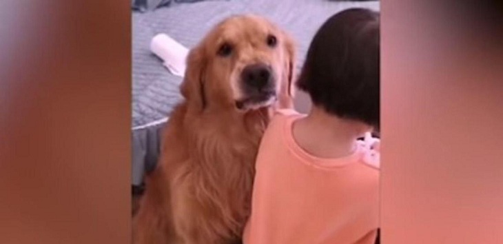 Férrea defensa: perro 'protegió' a su pequeña dueña del reto de su madre tras realizar travesura