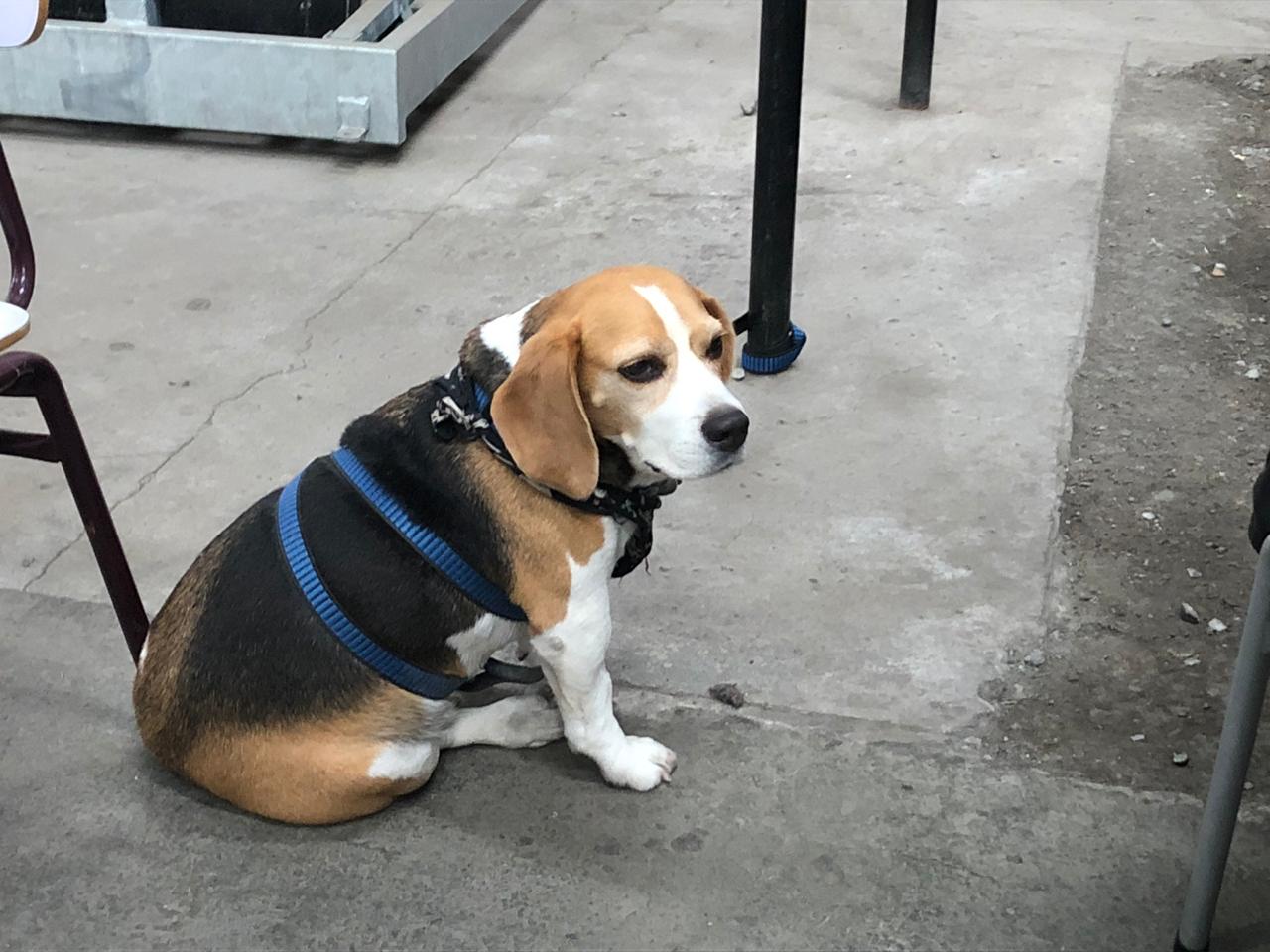 hombre llegó con su perrito a cumplir sus labores de vocal de mesa