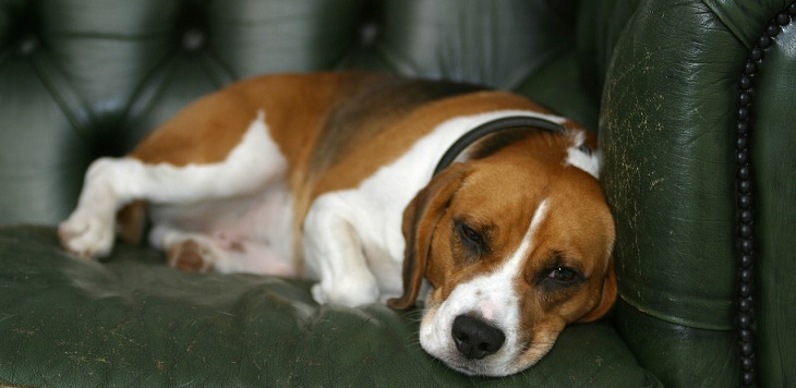 ¿Tu mascota muerde demasiado los muebles? Los 4 tips que puedes emplear para que deje este hábito