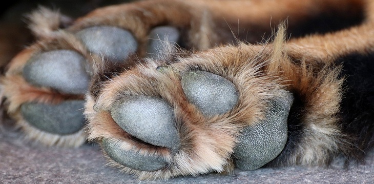 La triste historia de Kiryusha: el perro que fue enterrado vivo y que logró escapar de su sepultura