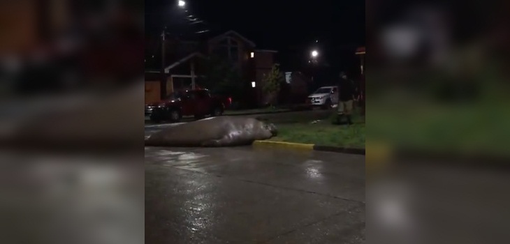Elefante marino fue sorprendido recorriendo calles de Puerto Cisnes: comunidad lo devolvió al mar