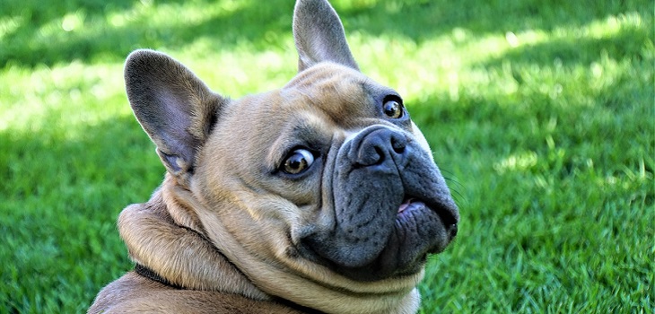 ¿Tu perro se come su caca o la de otros animales? Conoce las causas y soluciones para esta conducta