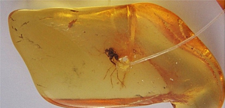 A lo Jurassic Park: científicos logran extraer con éxito ADN de mosquitos atrapados en resina