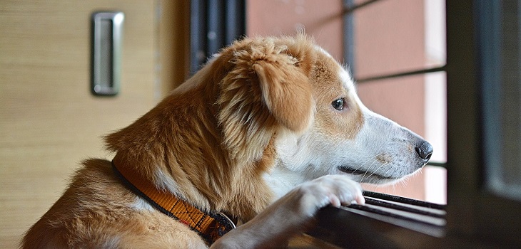 ¿Trastorno ansioso en mascotas? Consejos para que tu perro no sufra cuando vuelvas al trabajo
