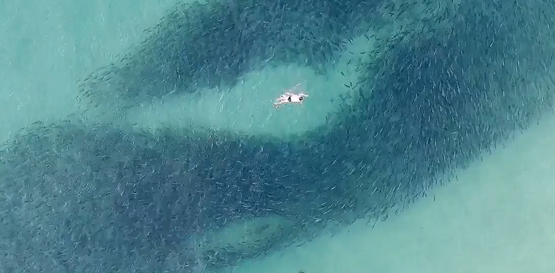 Nadando con el peligro: bañistas se graban junto a cardumen sin percatarse que estaban con tiburones