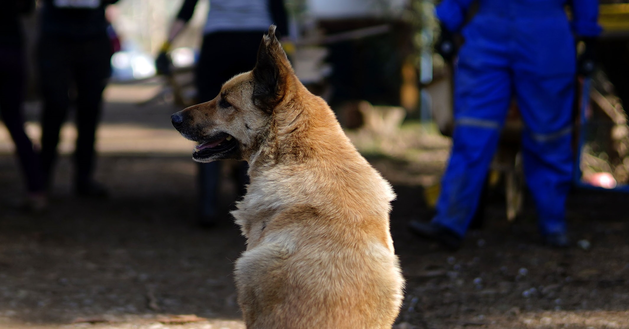 Hombre es acusado de atacar sexualmente a una perra en Copiapó: lo formalizaron por maltrato animal