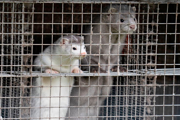 Dinamarca sacrifica millones de visones por mutación de COVID-19 que amenaza una futura vacuna