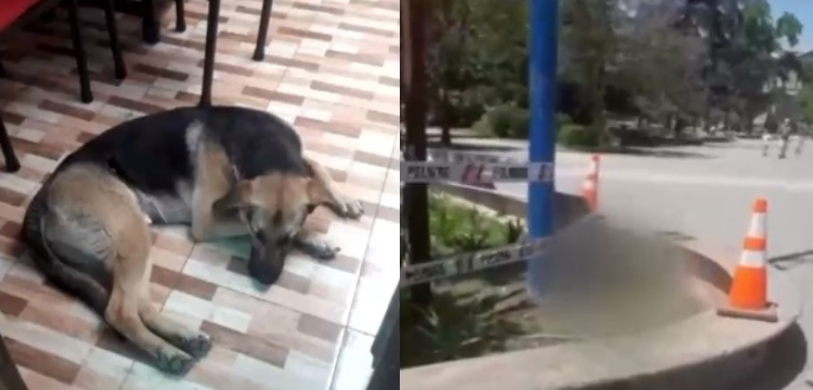 Dueña de perro que murió electrocutado en parque de Quinta Normal: 
