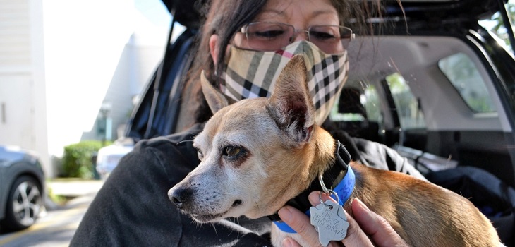 Así fue el emotivo reencuentro entre un chihuahua y su familia tras seis años desaparecido