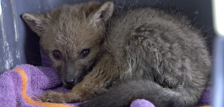 Reportan captura de especie silvestre protegida: cachorra de zorro chilla era mantenida como mascota