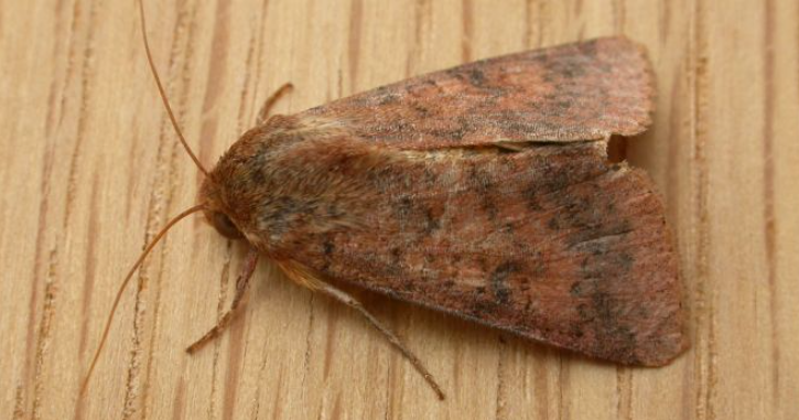 Un ejemplar noctuido | Flick (cc)