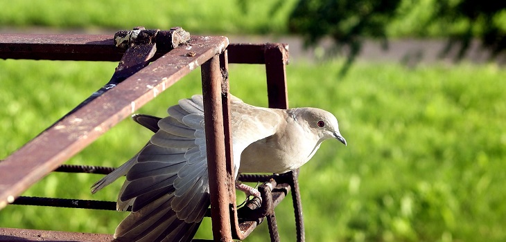 Paloma mensajera se convierte en la más cara de su especie: fue subastada en 1,8 millones de dólares
