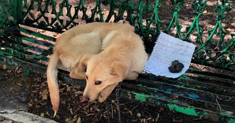 Dejaron a un perro atado a una banca en México: 
